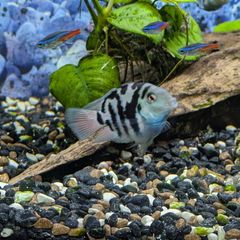 blue parrot cichlid
