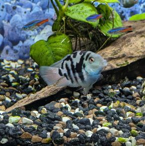 blue parrot cichlid