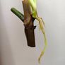 Philodendron Jose Buono Image 9
