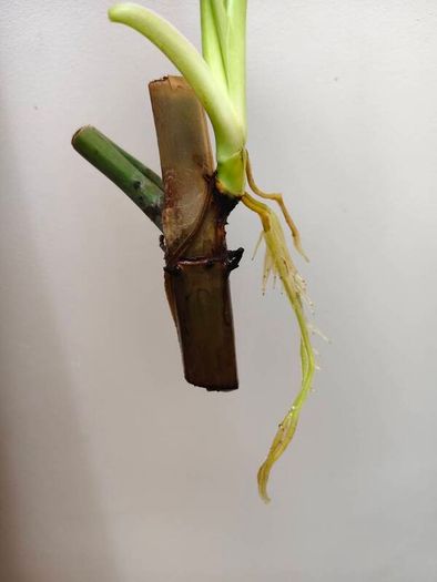 Philodendron Jose Buono
