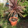 cordyline plant Image 2