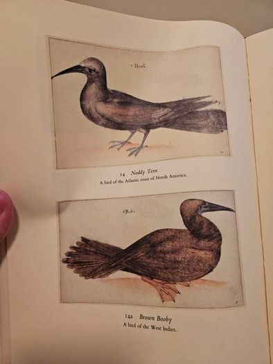 The First Colonists. Hakluyt's Voyage To North America. Introduction By A.l.rowse. All 16 Watercolours By John White. First Edition Second Print Large Volume Hardback In Good Condition   See Photos For Same.