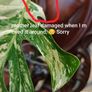 No.69 Monstera Albo Image 3