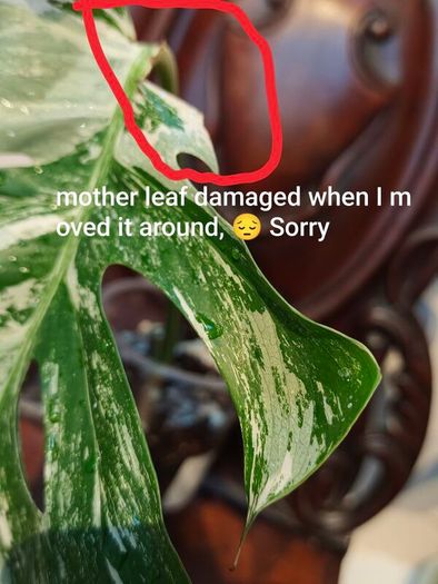 No.69 Monstera Albo