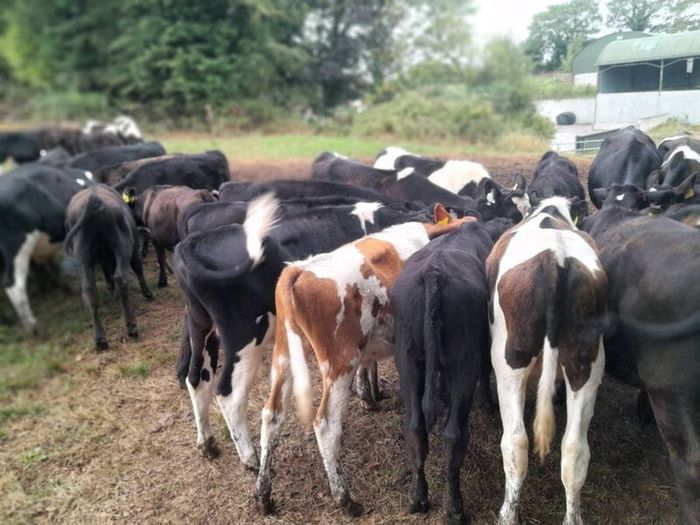 Cattle