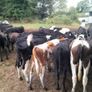 Cattle Image 3