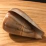 1900's Hand Carved Storks on Sea Shell Image 4
