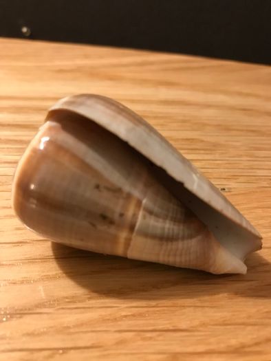1900's Hand Carved Storks on Sea Shell