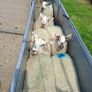 Ewe lambs for sale Image 3
