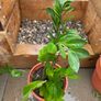 Indoor plant Image 3