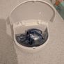 Nebuliser Image 2