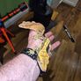 crested geckos and setup Image 5