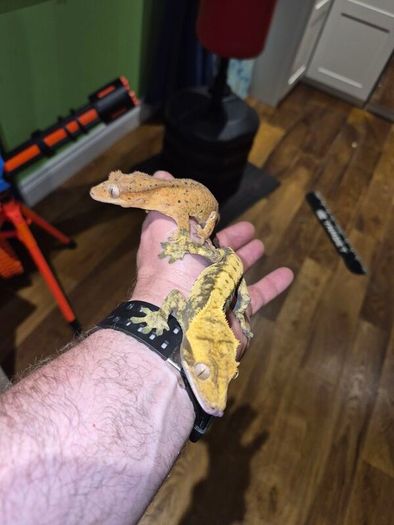 crested geckos and setup