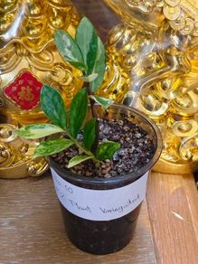 No.10 ZZ plant Variegated