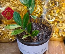 No.10 ZZ plant Variegated