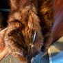 Real fur coat Image 3