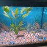 Fish Image 2