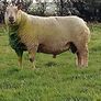 Pedigree registered Charollais ram lamb Image 3