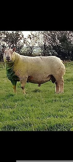 Pedigree registered Charollais ram lamb