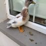 Call ducks Image 3