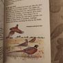 Whizz Kids. Birdwatching First Edition Vintage 1979 Paperback In Good Condition. 36. Image 10