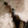 Tommy Hilfiger boots Image 8