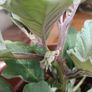 Aubergine plants Image 4
