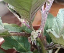 Aubergine plants