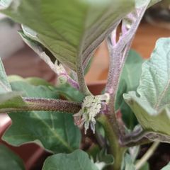 Aubergine plants