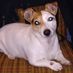 steffan_ie