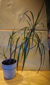 Dracaena