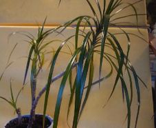 Dracaena