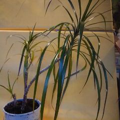 Dracaena