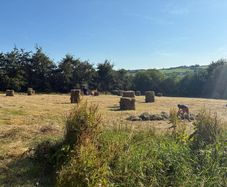 Hay square bales