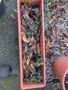 strawberries in planter
