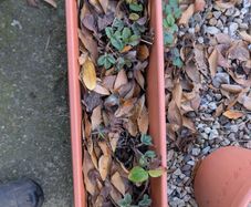 strawberries in planter