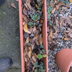 strawberries in planter