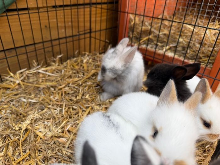 Pet bunnies/rabbit