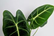 Alocasia Green Velvet Plant