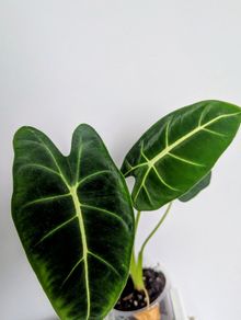 Alocasia Green Velvet Plant
