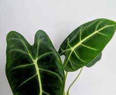 Alocasia Green Velvet Plant