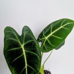 Alocasia Green Velvet Plant