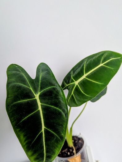 Alocasia Green Velvet Plant