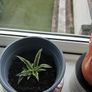 Spider plant Image 4