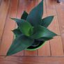 Sansevieria Hahnii Snake Plant in Bright Green Pot Image 9