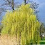 Large Potted Trees Image 4
