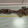 Bog oak Image 2