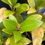 Skimmia japonica plant Image 2