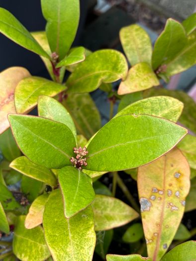 Skimmia japonica plant