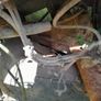 jeep cherokee for parts Image 4